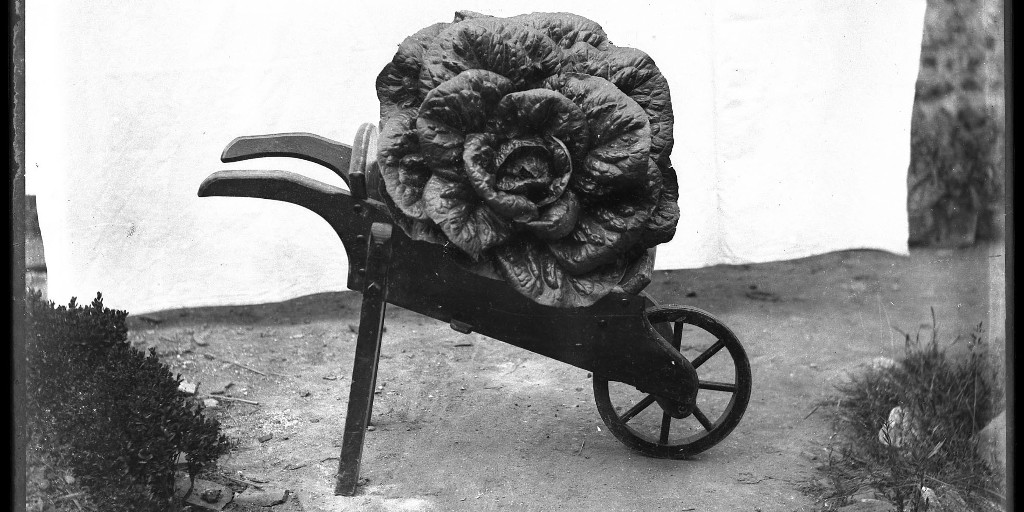 The giant veg rests Is it a huge cabbage or tiny wheelbarrow? Happy #NationalHaikuDay ! We hope you are also inspired by this picture (c.1900) 😍 Ref: ACC8509/1/581