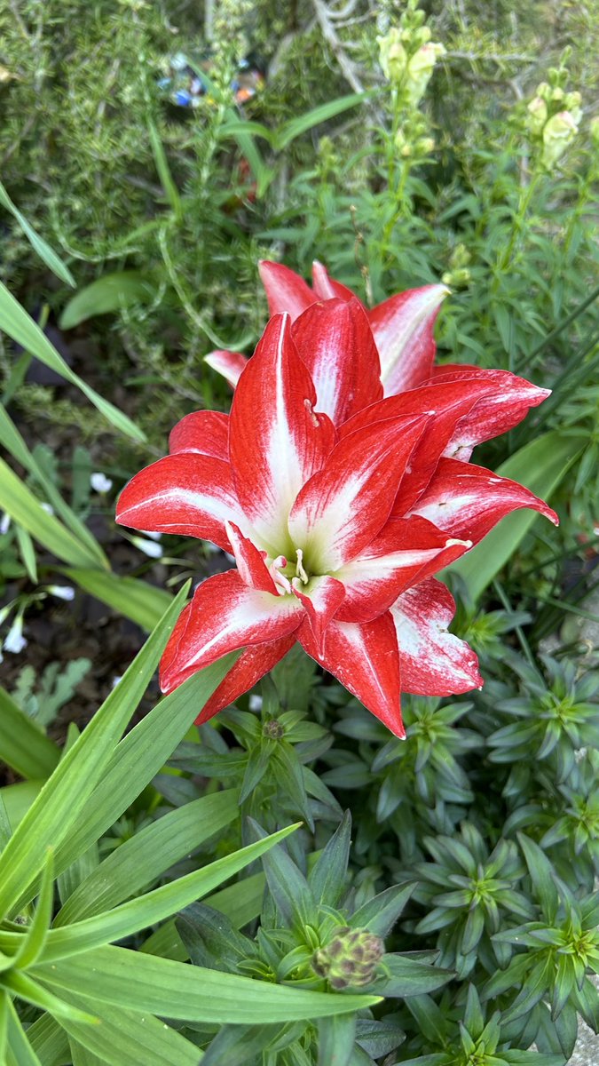 Hello beautiful 😍 Amaryllis splash has been a favorite in my Amaryllis garden for a few years now and always has lots of flowers to show off every spring 🙌 #Amaryllis #Flowers #Gardening #FlowerPhotography #Plants #Spring #FlowerGardening