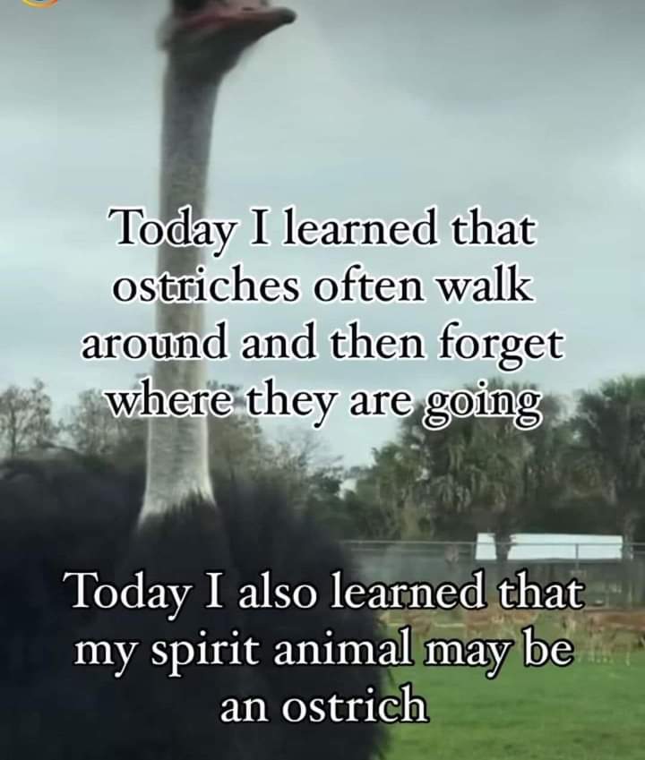 #SpiritAnimal