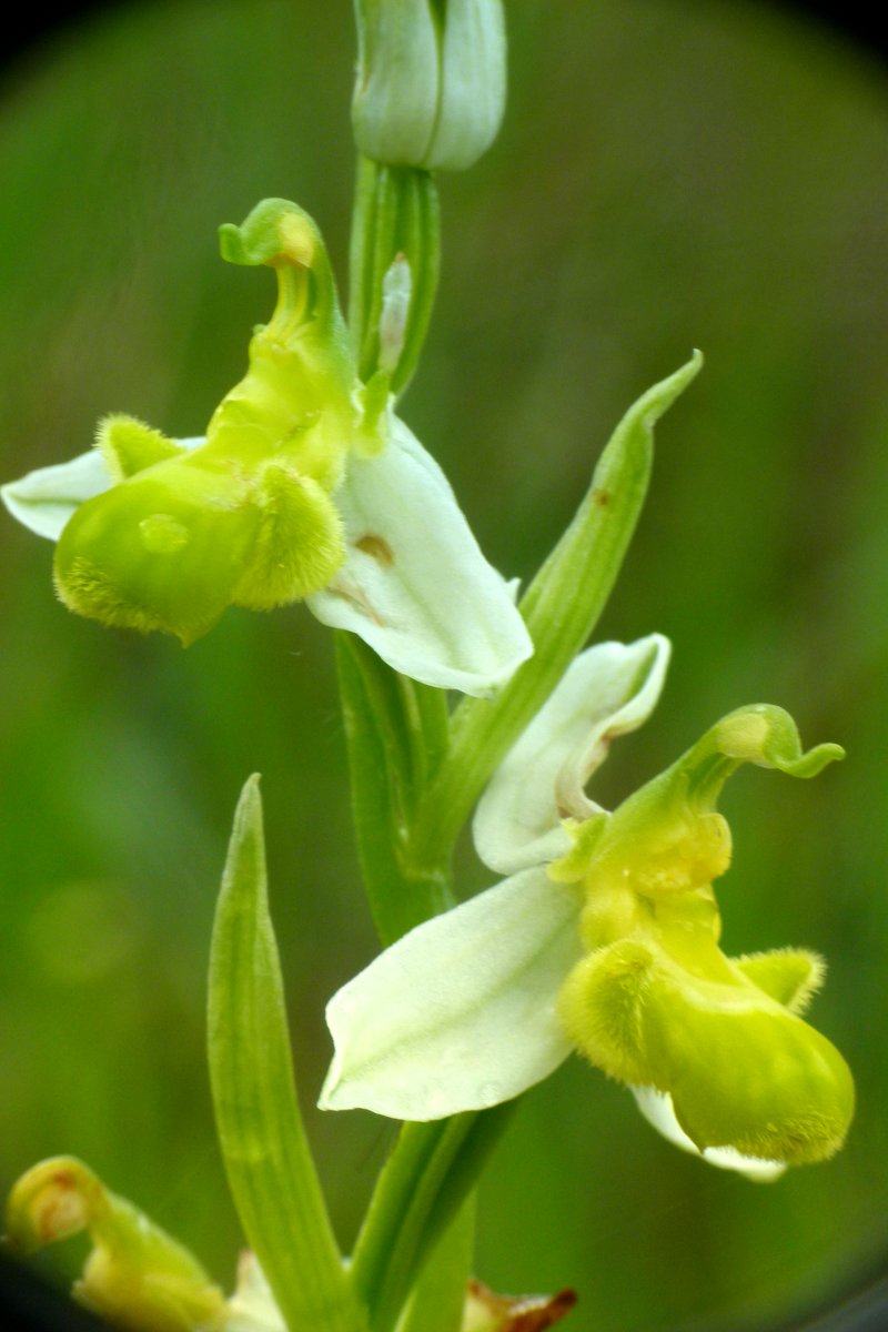 #Boboli a Primavera riserva sorprese incredibili! La flora spontanea comprende anche una presenza importantissima come le #orchidee selvatiche, presidio di biodiversità, rilevatore del benessere dell'intero ecosistema. Venite a scoprirle sabato #20aprile!
uffizi.it/visite-special…