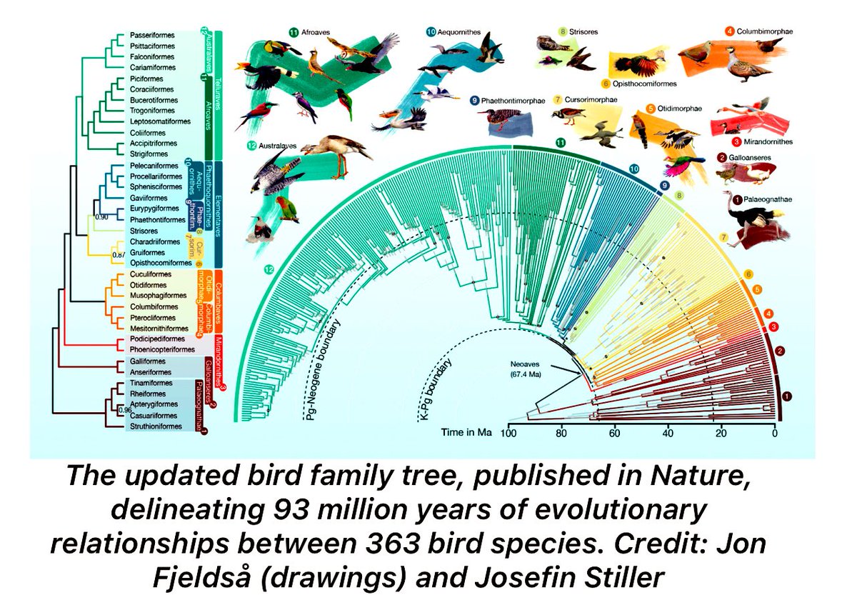 An international team of scientists has created the largest and most detailed bird family tree ever! news.mongabay.com/2024/04/a-new-…