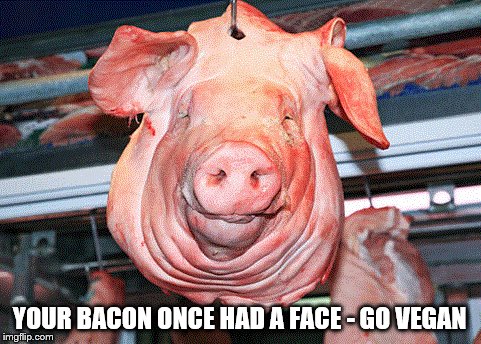 Your bacon was someone who wanted to live.
Their life was as precious to them as yours is to you.
Go vegan