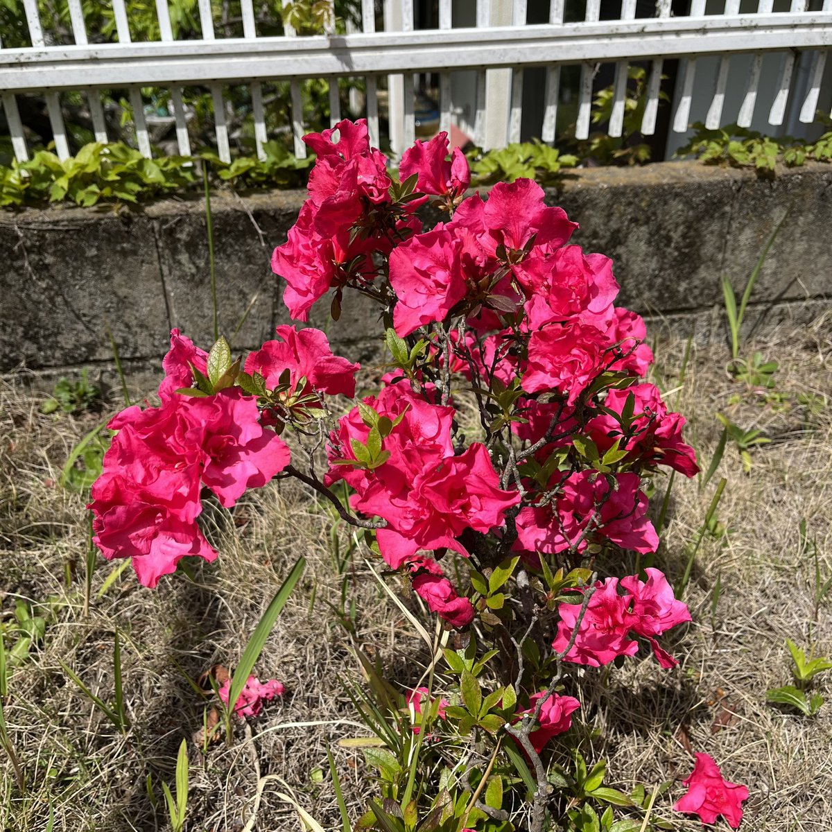 庭に咲いている､鮮やかな赤い色のアザレアの花。Bright red flowers that seem like Belgian hybrid azalea (Rhododendron simsii). They are blooming in my garden🌺 #アザレア #花 #花が好き #春 #4月 #azalea #flower #Blume #fleur #flore #spring #April #flowerlover #Frühling #Blumenliebe