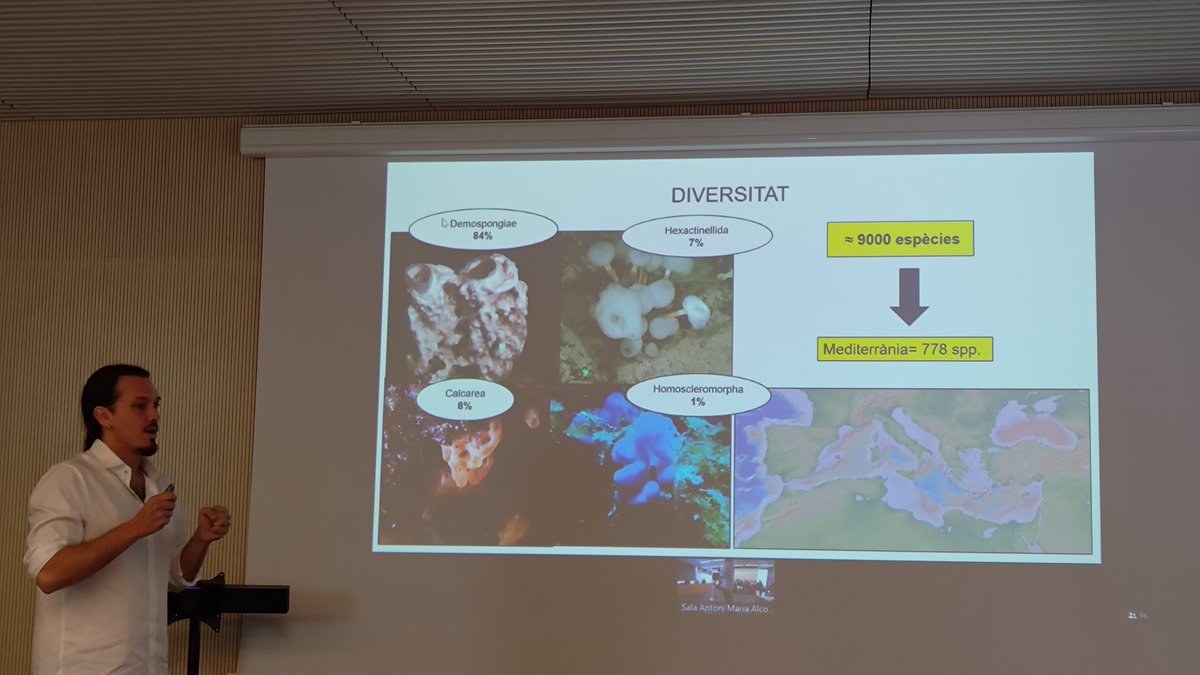 Comença la presentació de la tesi doctoral d'en @DiazJA, 'Sponge Communities of the Balearic Islands: Advancing Knowledge on Their Taxonomy, Distribution and Ecology', amb un repàs general del fílum Porifera.
