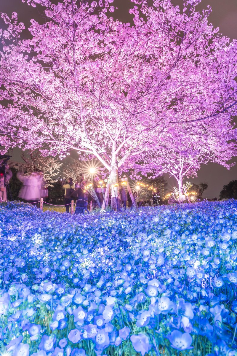 桜と蒼の幻想的な二重奏