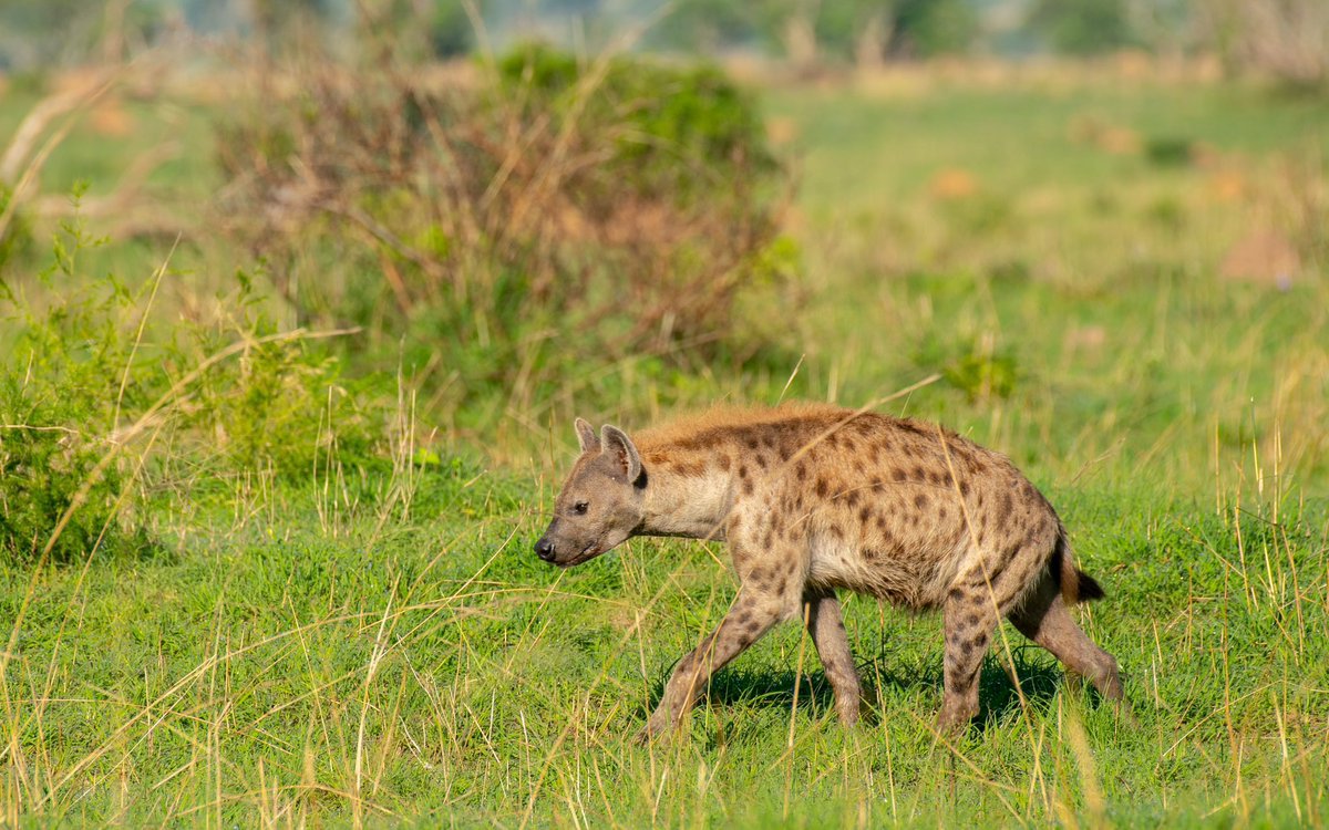 DID YOU KNOW? Spotted hyenas can trot at 6 miles (10 kilometers) per hour without getting tired for long distances. They can run up to 30 miles (50 kilometers) per hour and are good swimmers. Their rounded ears help distinguish it from the striped and brown hyenas.