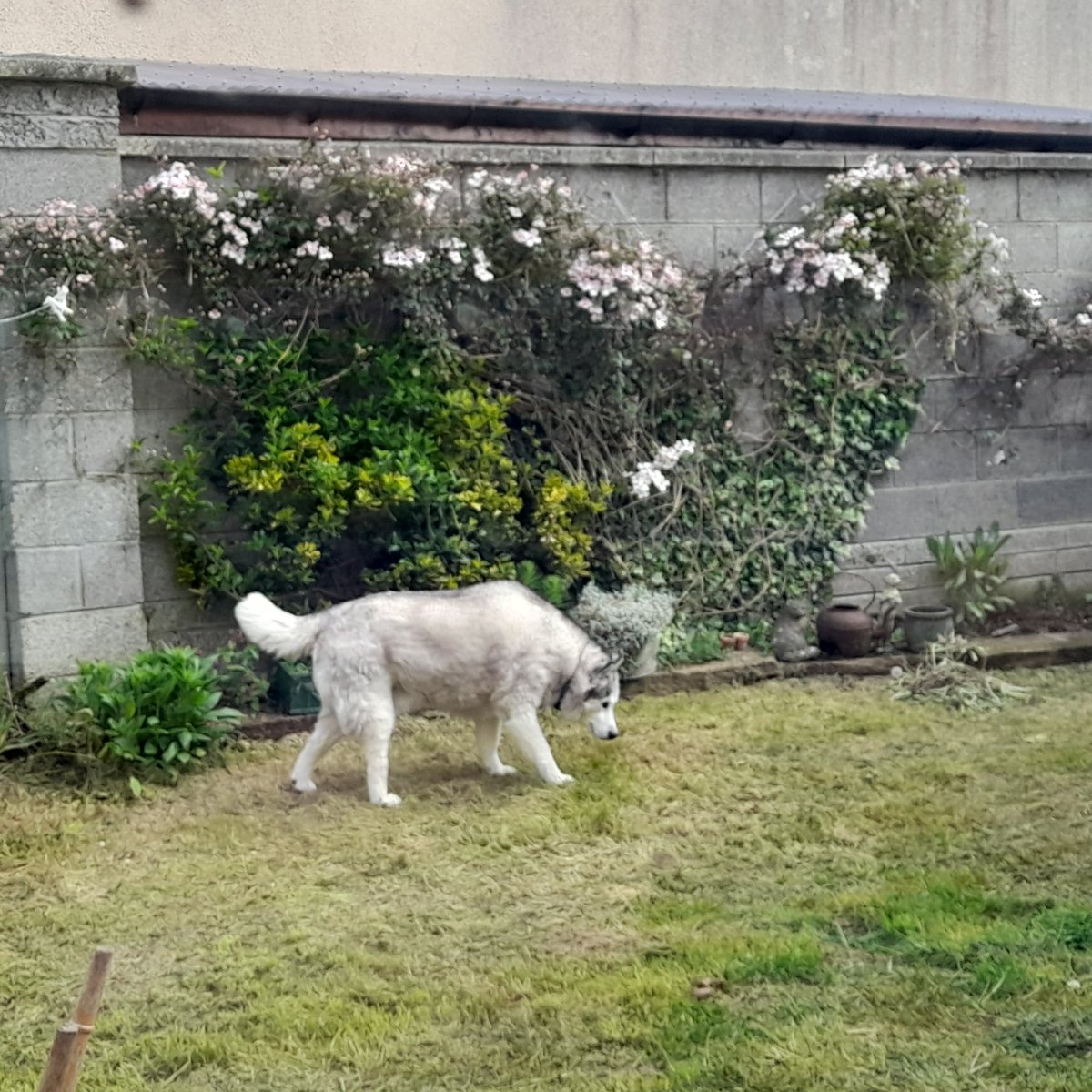 janeymcd23's tweet photo. Gotta love 2days of sun. The old boy Rio checking out the newly strimmed, weeded (ish) new garden, after all the bloody rain.
Reattached the Clematis after the storm. 
It's a bit wild I know, but I love it. 
#AdoptDontShop 
#NewSmells https://t.co/dTqNDtjiD8