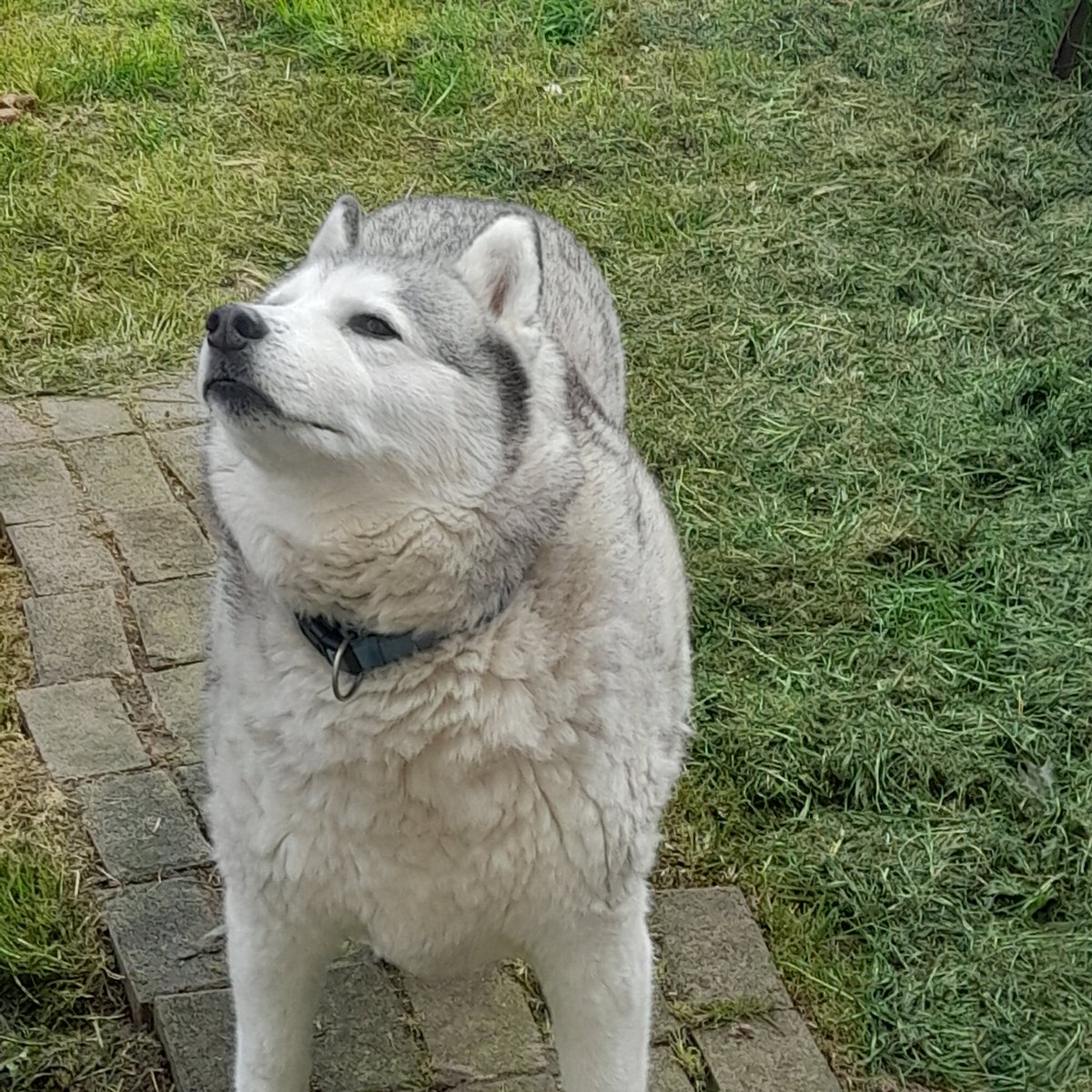 janeymcd23's tweet photo. Gotta love 2days of sun. The old boy Rio checking out the newly strimmed, weeded (ish) new garden, after all the bloody rain.
Reattached the Clematis after the storm. 
It's a bit wild I know, but I love it. 
#AdoptDontShop 
#NewSmells https://t.co/dTqNDtjiD8