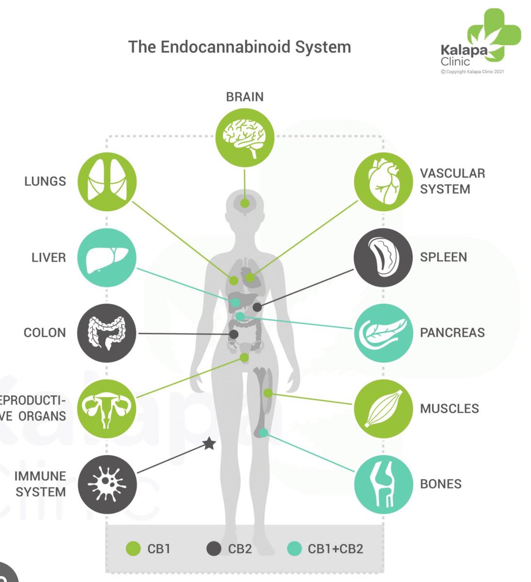 When you understand this you will understand it’s impossible for @supreme_cbd NOT TO WORK, all the research is out there, we need cannabinoids to function at our best, our own body creates them but @supreme_cbd adds much needed support to our bodies supremecbd.uk