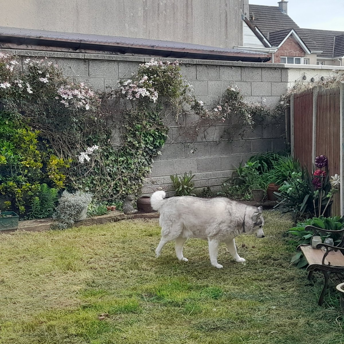 janeymcd23's tweet photo. Gotta love 2days of sun. The old boy Rio checking out the newly strimmed, weeded (ish) new garden, after all the bloody rain.
Reattached the Clematis after the storm. 
It's a bit wild I know, but I love it. 
#AdoptDontShop 
#NewSmells https://t.co/dTqNDtjiD8