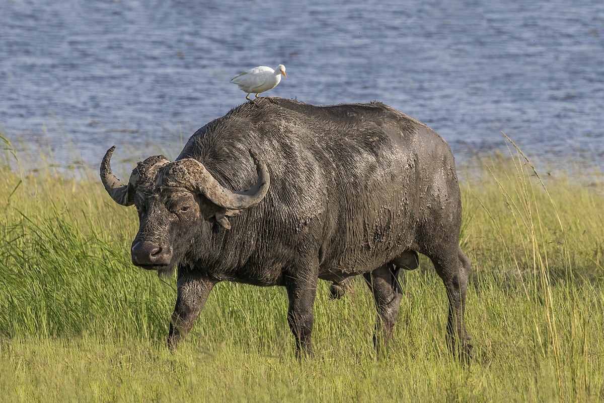 the astonishing speed. The buffalos like spending most of their time while grazing in the savannah and the floodplains. When the buffalos reach their dominant stage they tend to be aggressive and while adult buffalos do gather around the calves to protect them.

#Kenyawins