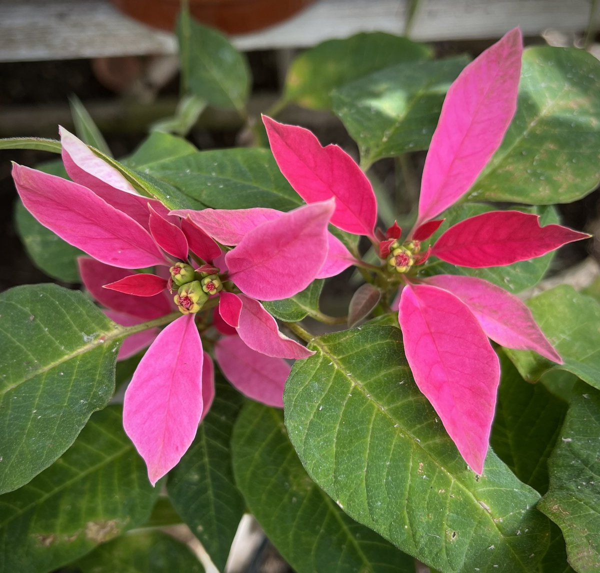 Got to love a trier. Out of season my poinsettia is finally flowering. #HouseplantHour #GardenersWorld #GardensHour @janeperrone  @NoniSturge #poinsettia