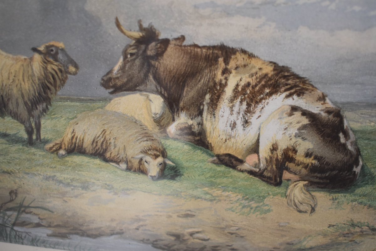 STAR LOT 🤩 Apr 18-23 Antiques & Collectors Lot 3025 | Thomas Cooper (1803-1902) cow and sheep at rest | £80-£120 | Accomplished artist ‘Cow Cooper’ was known for painting cattle. Note the quirky expressions on their faces! 🐮 Bid | hansonslive.co.uk @HansonsAuctions