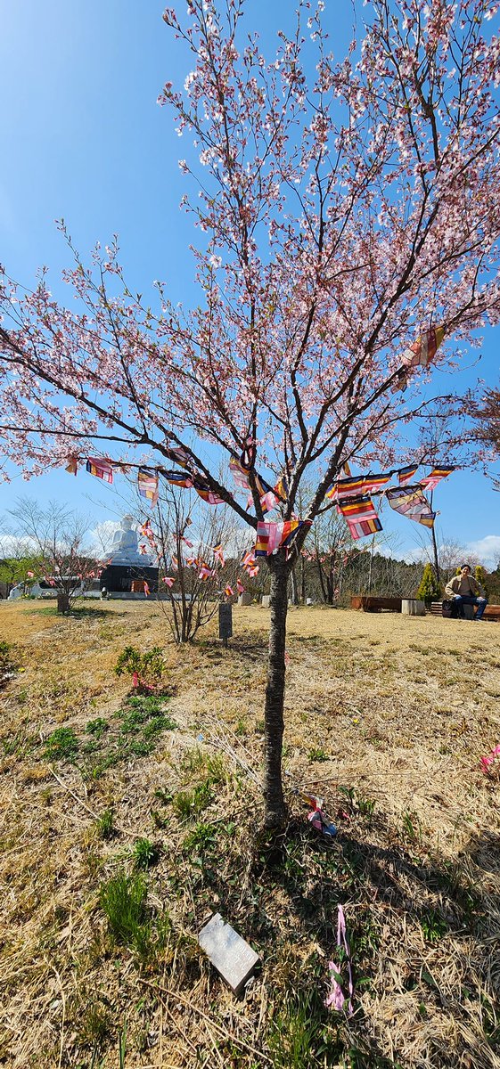 以前「花束を君に」の売り上げの一部を南三陸の地震で被害のあった地域の桜の植樹に寄付したのですが、KJが代理して植えにいた桜が今年も見事に開花したそうです！