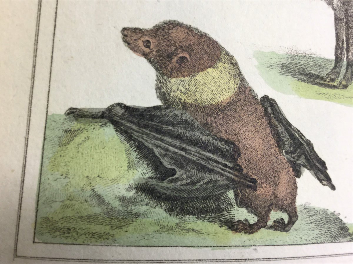 Good morning to everyone, but especially to all the bats, for today is their special day! 📷Illustration of a lesser ternat bat from 'Animated Nature' (1828) by Georges-Louis Leclerc, Comte de Buffon [Reserve 590 BUF] #InternationalBatAppreciationDay #BatDay #RareBooks