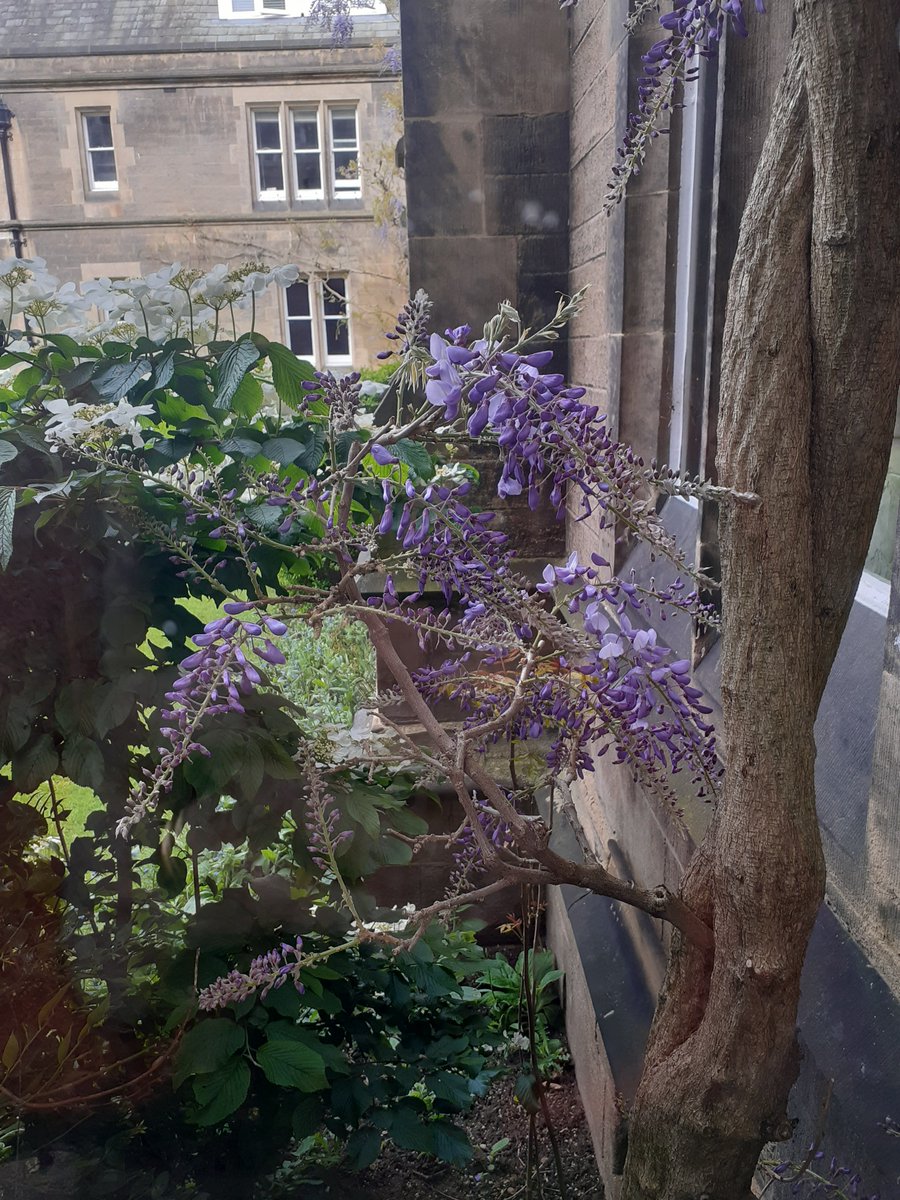 It's Wisteria season! #WisteriaWednesday