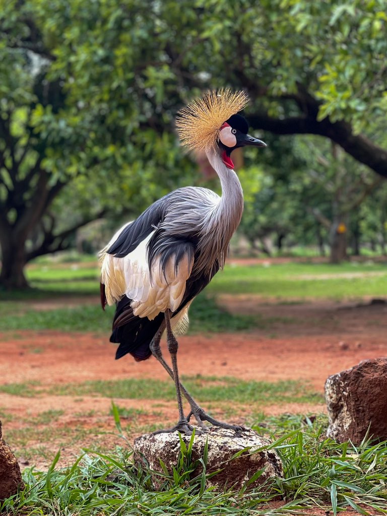 Grey Crowned Cranes are evenly distributed in eastern and southern Africa. They live in a mixed wetland and grassland ecosystem and can easily be spotted on an Uganda Birding Safari. Explore Uganda for more. #ExploreUganda #birding #ZiwaRhinoRanch