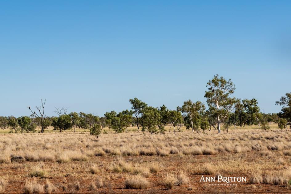 How many Australian Wedge-tail Eagles can you see in this photo?

I spent some time this morning stalking eagles...driving, walking, on repeat and shooting them with #BadBoy ...

#justforfun #OutbackAustralia #wedgetaileagle #bigskycountry #channels