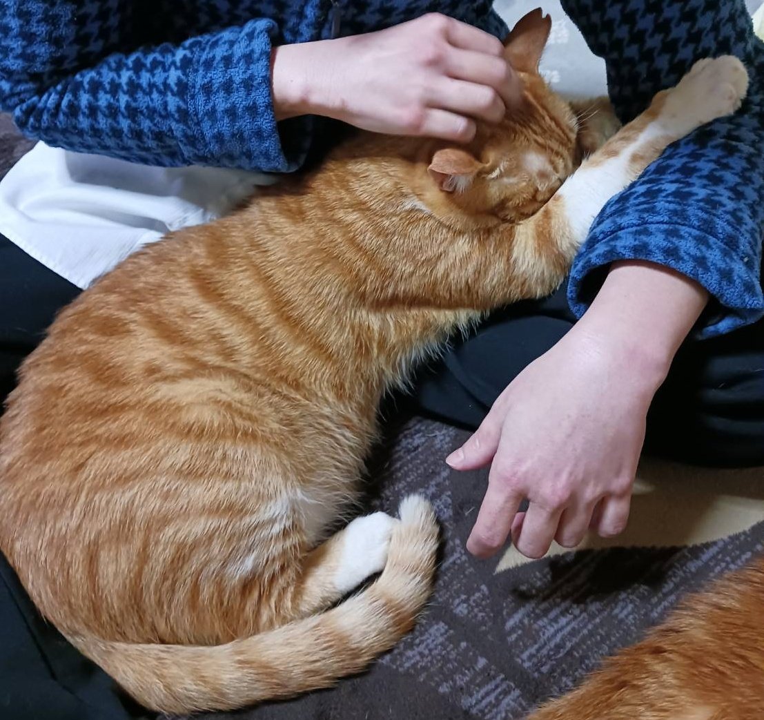 bluetamanegi0's tweet photo. 甘えん坊トトくん😊 https://t.co/e6q4ieKTQy