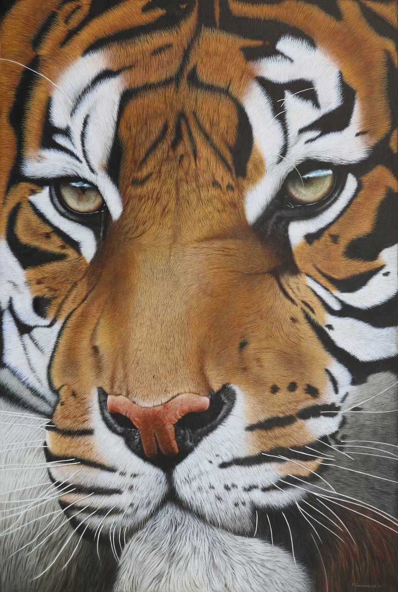 radovanovic_art's tweet photo. Available!🔥
🐯Tiger Khan
🎨Oil on Canvas
📏90 x 135cm

👉🏻 https://t.co/saIf8CzHxc
👉🏻 info@radovanovic.art

#artist #pedaradovanovic #art #oiloncanvas #tiger #beautiful #oilpainting #hyperrealisticart #art #artoninstagram #artontwitter #artwork #arte #arts #artwork #artworks #artlovers #tigers #tigerking #animal #animals #details #exhibition #artgallery #artoftheday #fyp #fypシ #fypage @peta @ASPCA @mischiefanimals @MoveTheWorld