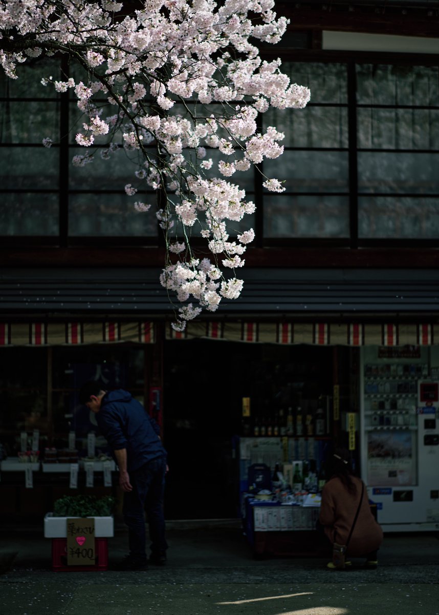 素敵なお店の素敵な桜