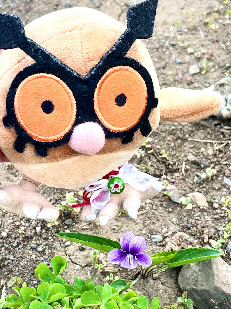 小さい春みつけた

#ホーホーのノワ
#ポケモンと生活
#ぬい撮り　#ポケモンfit