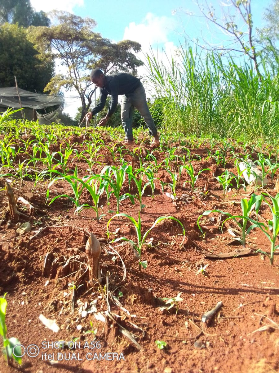 4,995 dairy farmers in #Meru, #TharakaNithi &amp; #Embu Counties thanks to the support of <a href="/aics_it/">AICS Cooperazione_it</a> are planting #silagemaize seeds which is part of the recovery kits that they received.
 
Happy planting &amp; may your harvests be plentiful!
  
<a href="/FondazioneAVSI/">Fondazione AVSI</a>
<a href="/E4ICenterKenya/">E4Impact Entrepreneurship Center Kenya</a> 

#AVSI
