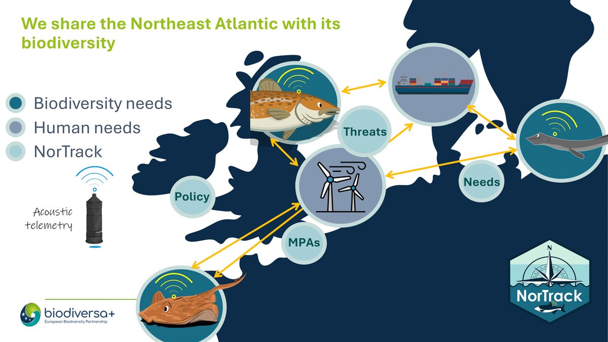 #NorTrack will use acoustic telemetry to track movements of highly mobile and migratory species in the North East Atlantic Area. The biological data gathered on this project will help to inform the management and sustainable use of the region #BiodivMonTallinn