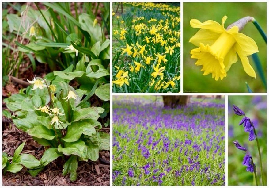 'Spring will bring her floral bells She'll set them all ding-donging, The erythronium on the hills, The gaily dancing daffodils, The wild blue hyacinth that fills All English hearts with longing.' from 'Flower Bells' by Jean Kilby Rorison (1862-1941) #poetry #nature #wildflowers