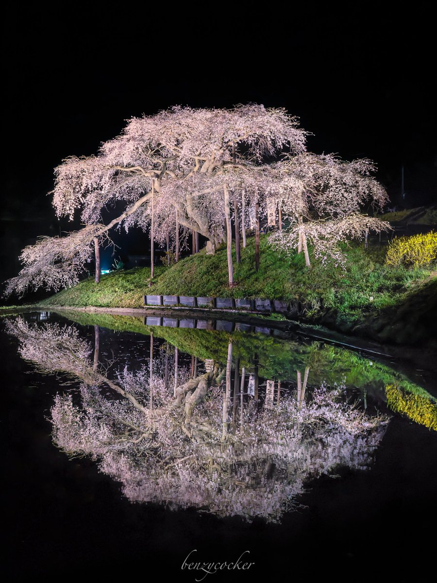 水面に映る姿が美しい中島の地蔵桜。