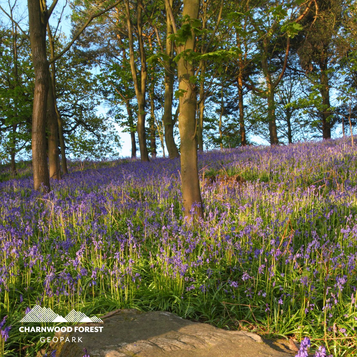 💜 Who's ready for the bluebells!? ❓ Did you know around half the world's bluebells are found in the UK? Be sure to visit one of Charnwood Forest's woodland sites to see them this spring!