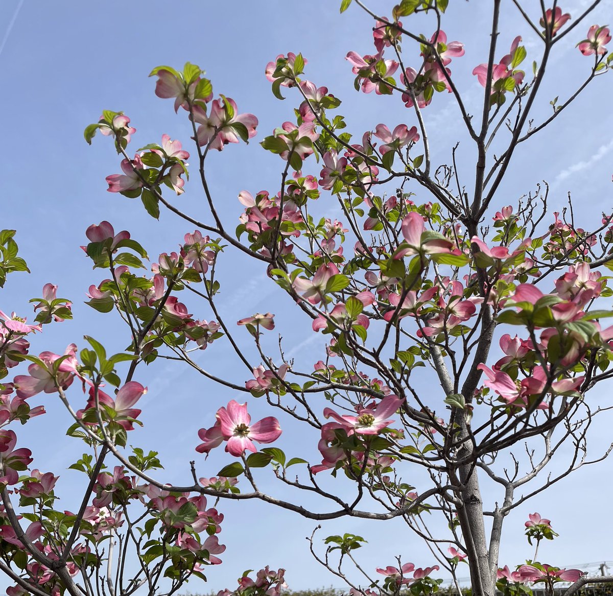 帰り道　お疲れ様でした
#花　 #TLを花でいっぱいにしよう  #花の写真 #キリトリセカイ #写真で伝える私の世界 #PhotoOfTheDay