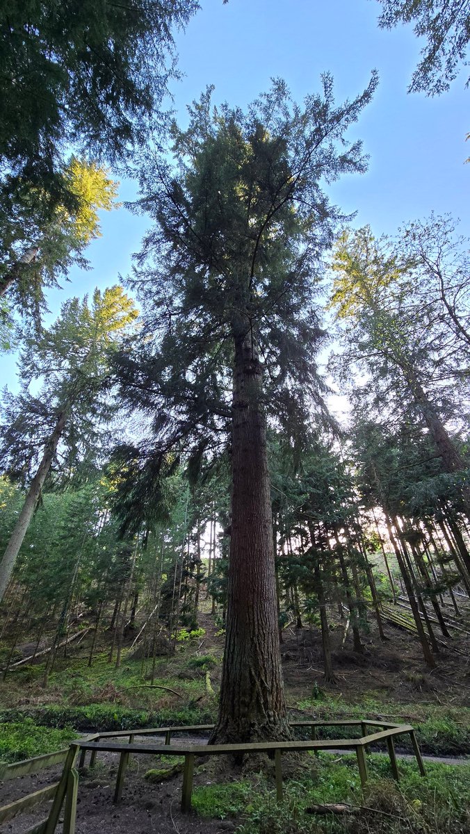 Good morning from the Tallest Tree trail at Nutcombe Bottom! Embrace the beauty of nature as you wander through towering trees and lush surroundings. 🌳☀️ #NutcombeBottom #Dunster #DunsterInfo