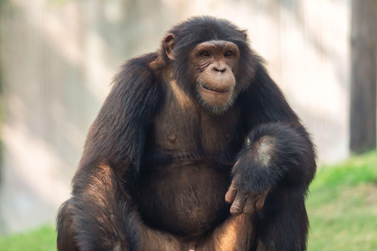 More than a third of the great apes living in Africa are under threat from the booming demand for minerals We hear more in this week's Green Scene with @abigailruthf  @scienceirel With thanks to @AIBIreland #patkenny #onair