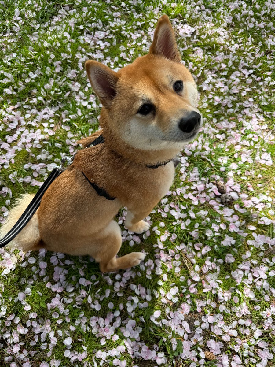 桜の花びらが絨毯みたい🌸