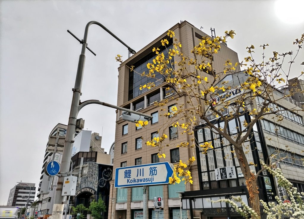 ブラジルの国花「イペ」の黄色い花が元町駅前や鯉川筋で見頃を迎えていました。