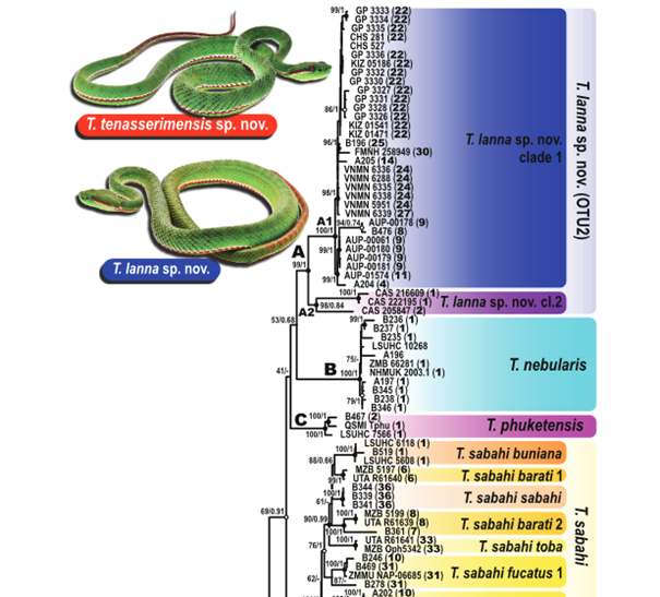 ISYEBsp (@isyebsp) on Twitter photo Deux nouvelles espèces de serpents Trimeresurus d’Asie du Sud-est révélées par une étude intégrative, par Idiiatullina et al. dans Vertebrate Biology. doi.org/10.3897/vz.74.…
@ISYEB_umr #taxonomy <a href="/Le_Museum/">Muséum national d'Histoire naturelle</a> <a href="/Sorbonne_Univ_/">Sorbonne Université</a> @INEE_CNRS <a href="/UnivAntilles/">UnivAntilles</a> <a href="/EPHE_PSL/">École Pratique des Hautes Études - PSL</a> Deux nouvelles espèces de serpents Trimeresurus d’Asie du Sud-est révélées par une étude intégrative, par Idiiatullina et al. dans Vertebrate Biology. doi.org/10.3897/vz.74.…
@ISYEB_umr #taxonomy <a href="/Le_Museum/">Muséum national d'Histoire naturelle</a> <a href="/Sorbonne_Univ_/">Sorbonne Université</a> @INEE_CNRS <a href="/UnivAntilles/">UnivAntilles</a> <a href="/EPHE_PSL/">École Pratique des Hautes Études - PSL</a>