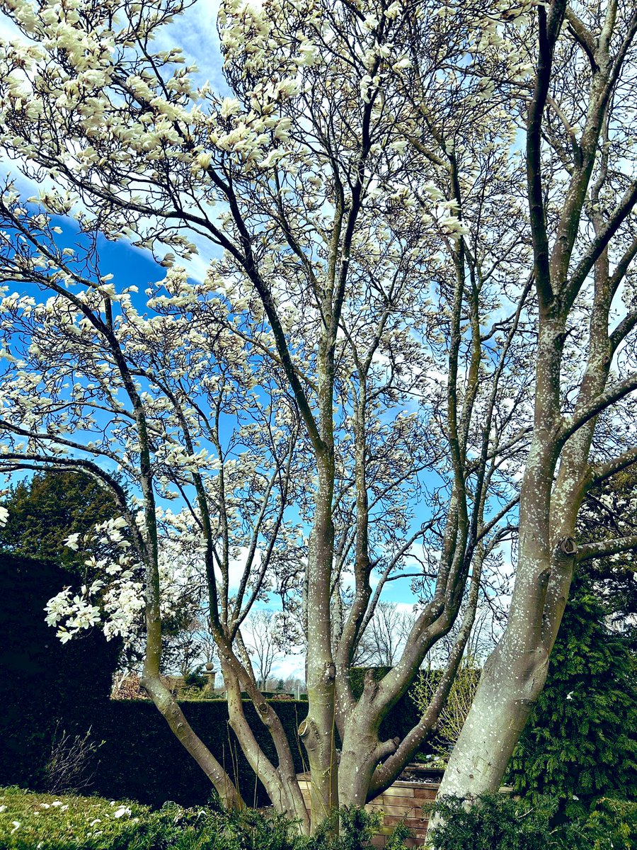 What a wonderful tree! #spring #Wednesdayvibe #trees #nature #beauty #April2024