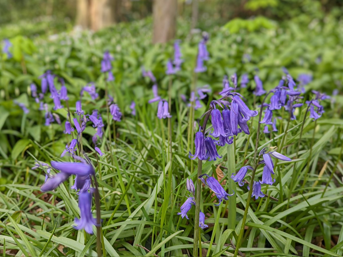 peter_potters's tweet photo. Morning @runningpunks A blossoms, bluebell and birdsong morning 💜 Still on @fen_ken's #brokenpunks bench but got myself over to the nearest (albeit least spectacular) bluebell wood at last, on this morning's pre-work stroll 🙂
#pfg https://t.co/Fj9qsZ3mVr