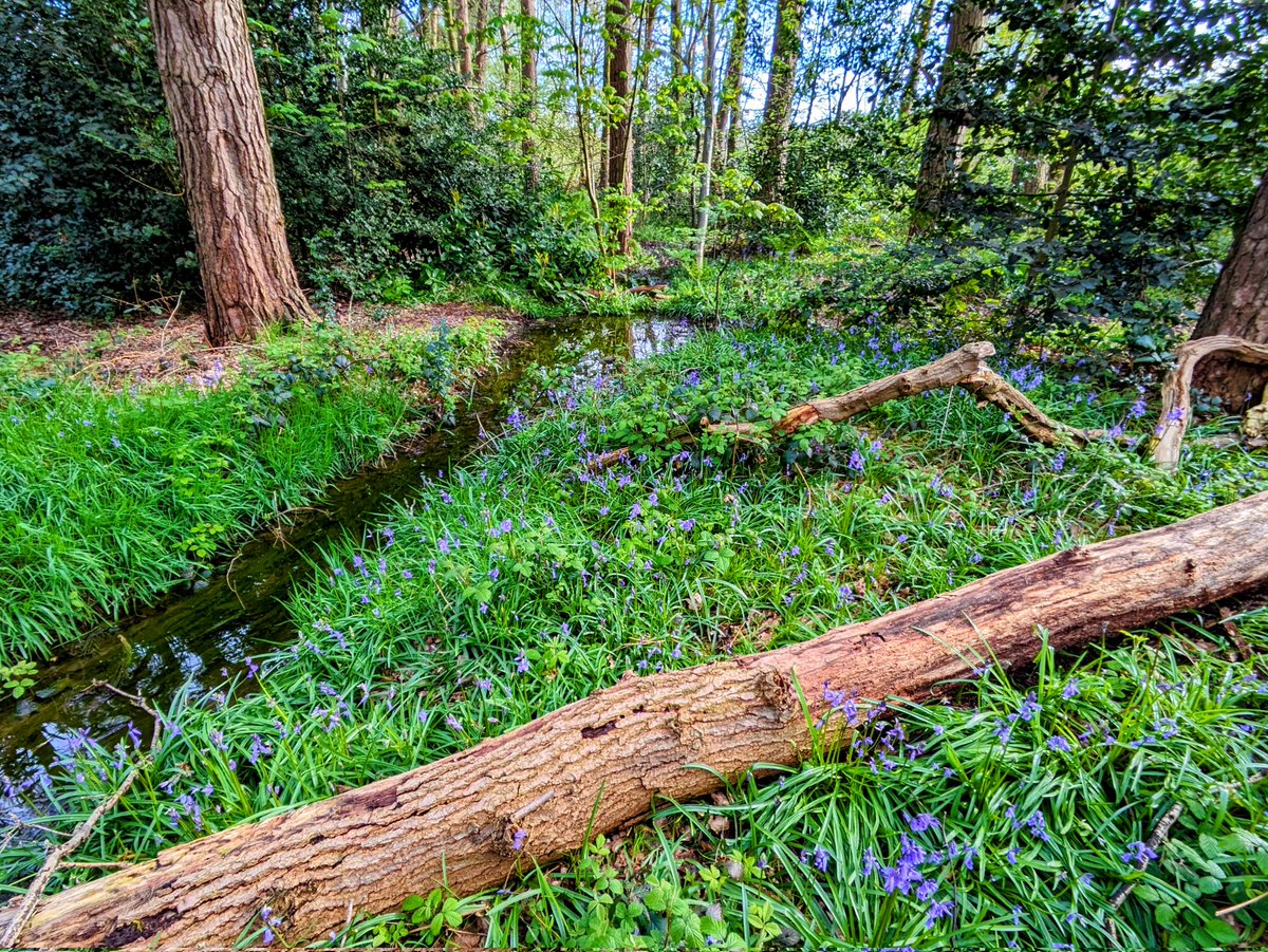 peter_potters's tweet photo. Morning @runningpunks A blossoms, bluebell and birdsong morning 💜 Still on @fen_ken's #brokenpunks bench but got myself over to the nearest (albeit least spectacular) bluebell wood at last, on this morning's pre-work stroll 🙂
#pfg https://t.co/Fj9qsZ3mVr