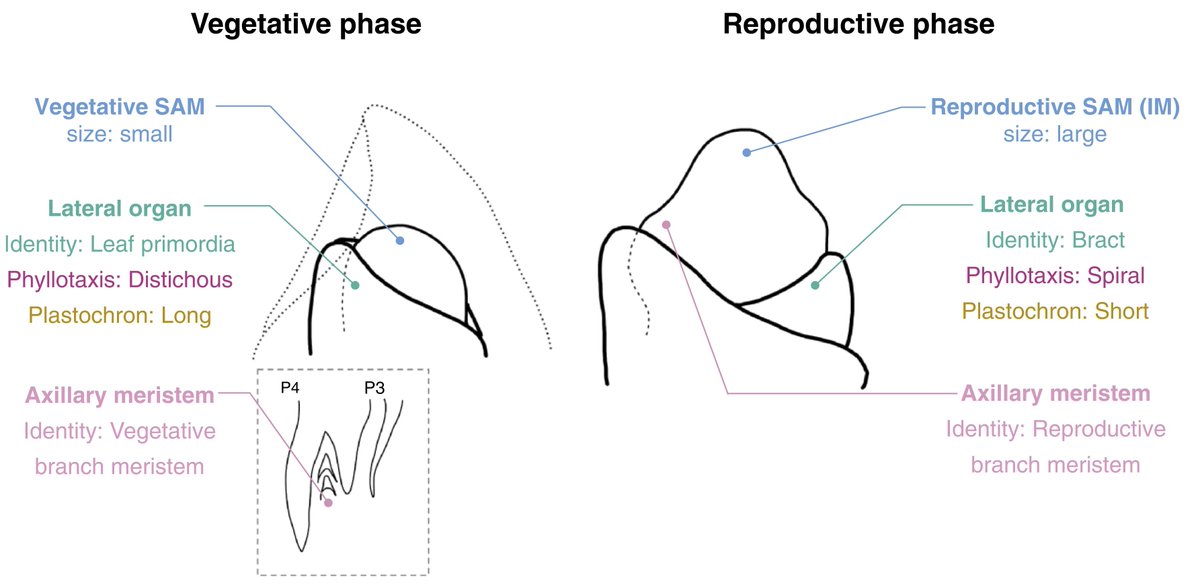 📗From PCP Latest Issue (65-3): Review The Function of Florigen in the Vegetative-to-Reproductive Phase Transition in and around the Shoot Apical Meristem doi.org/10.1093/pcp/pc… Hiroyuki Tsuji and Moeko Sato💐💐