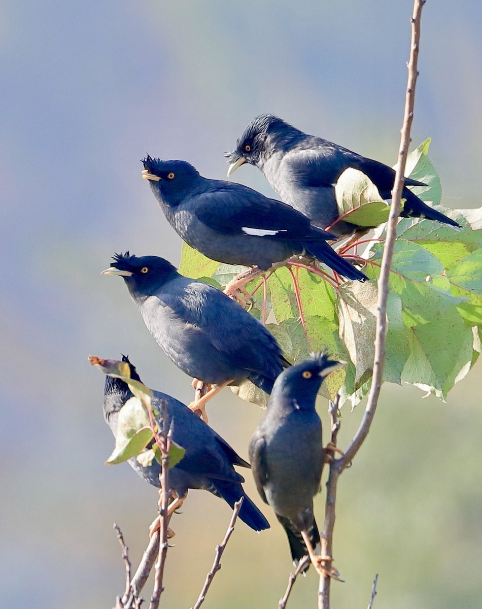 #OneMoment A group of crested myna are chilling on the branches in Nanjing, Jiangsu province. With a crest of feathers on its forehead, this bird can both sing and 'speak', if you're lucky enough to be close enough to hear them. (Photos: Song Wenwei)
