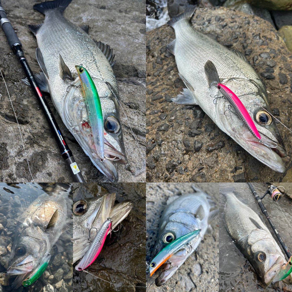 けい(＾O＾)V（坂下釣具） (@metalwavekei) / Posts / X