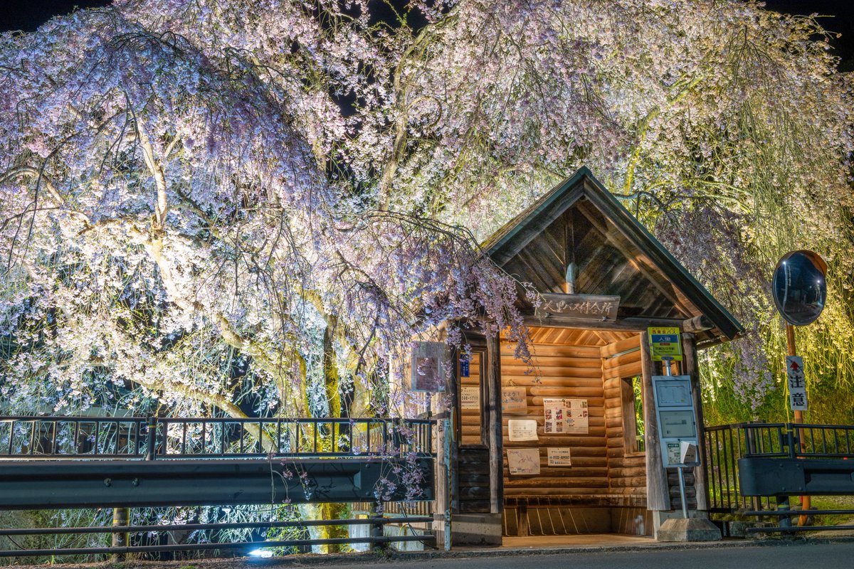 東京の人里離れたバス停に咲いていたしだれ桜のライトアップ。