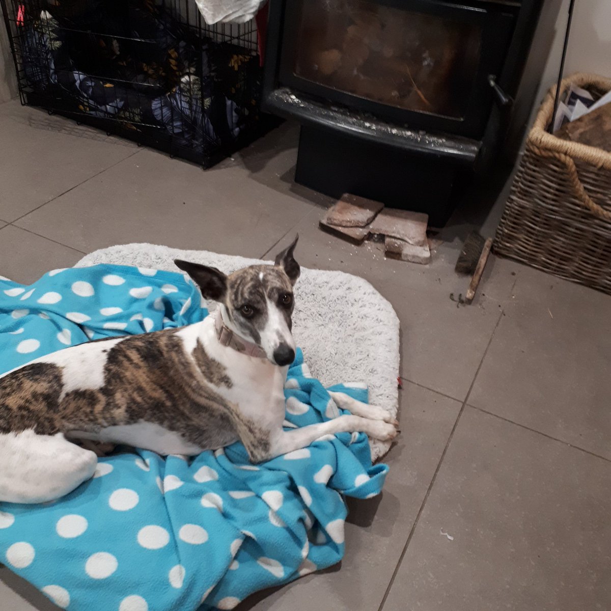 Um....I think you ought to know that the fire isnt on?
#whippet
#dogsarefamily #HoundsofTwitter