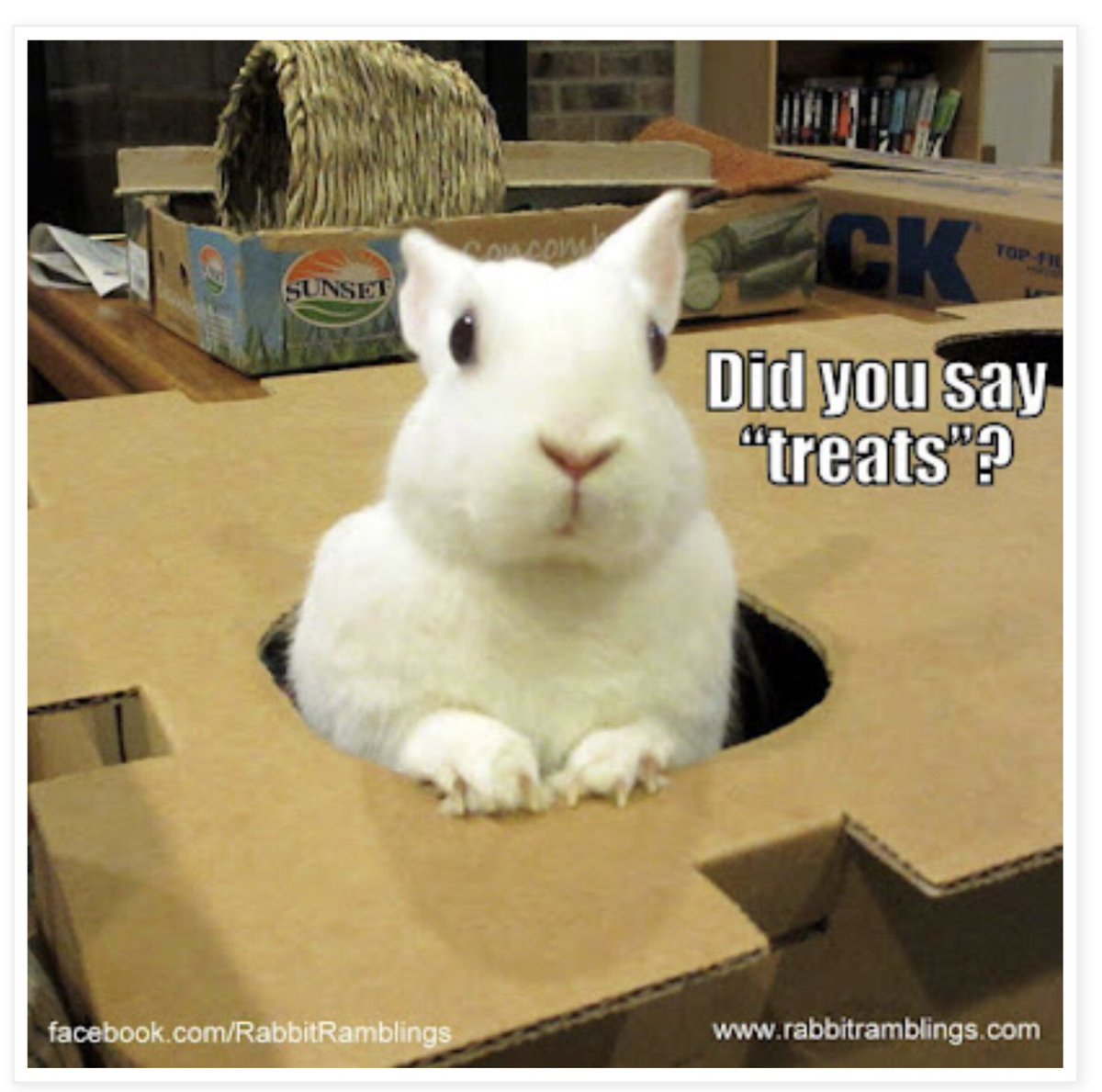 Bunnies know how to use a Maze Haven. (binkybunny.com thanks RabbitRamblings)