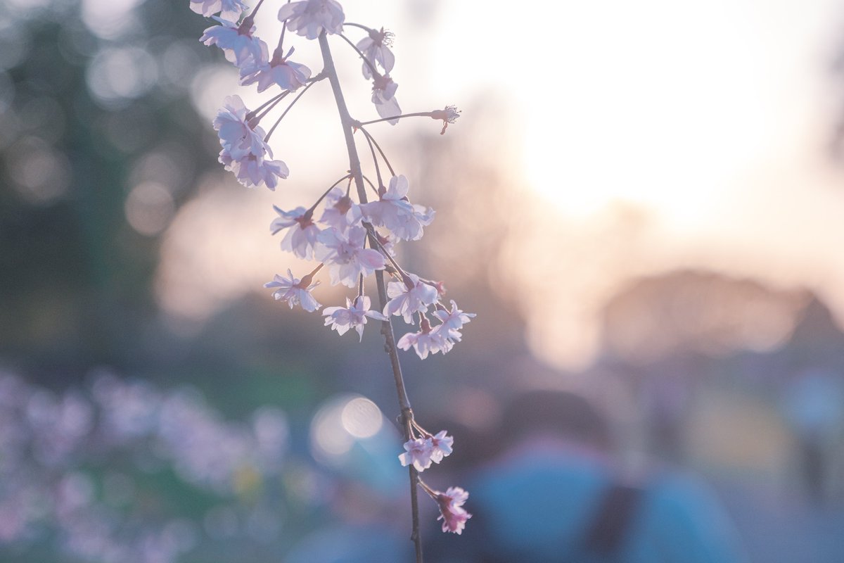 大好きな淡色と花の写真。