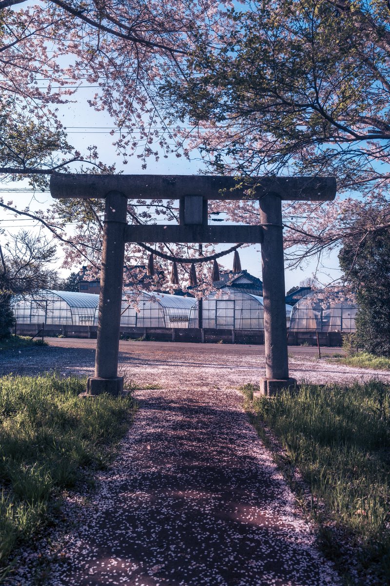 桜舞い散る参道が美しい