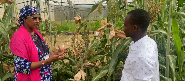 Pequenos agricultores no Sahel enfrentam uma série de desafios crescentes, desde mudanças climáticas até desnutrição, seca e muito mais, mas @FeedtheFuture Innovation Lab @CropImprovement está a adoptar uma abordagem regional para desenvolver estratégias e inovações para ajudar.