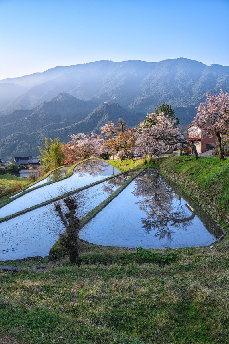 桜と青空の水鏡